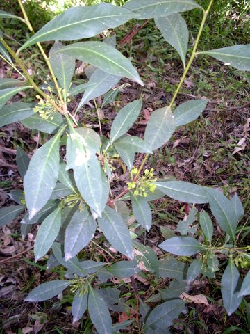 Dodonaea triquetra